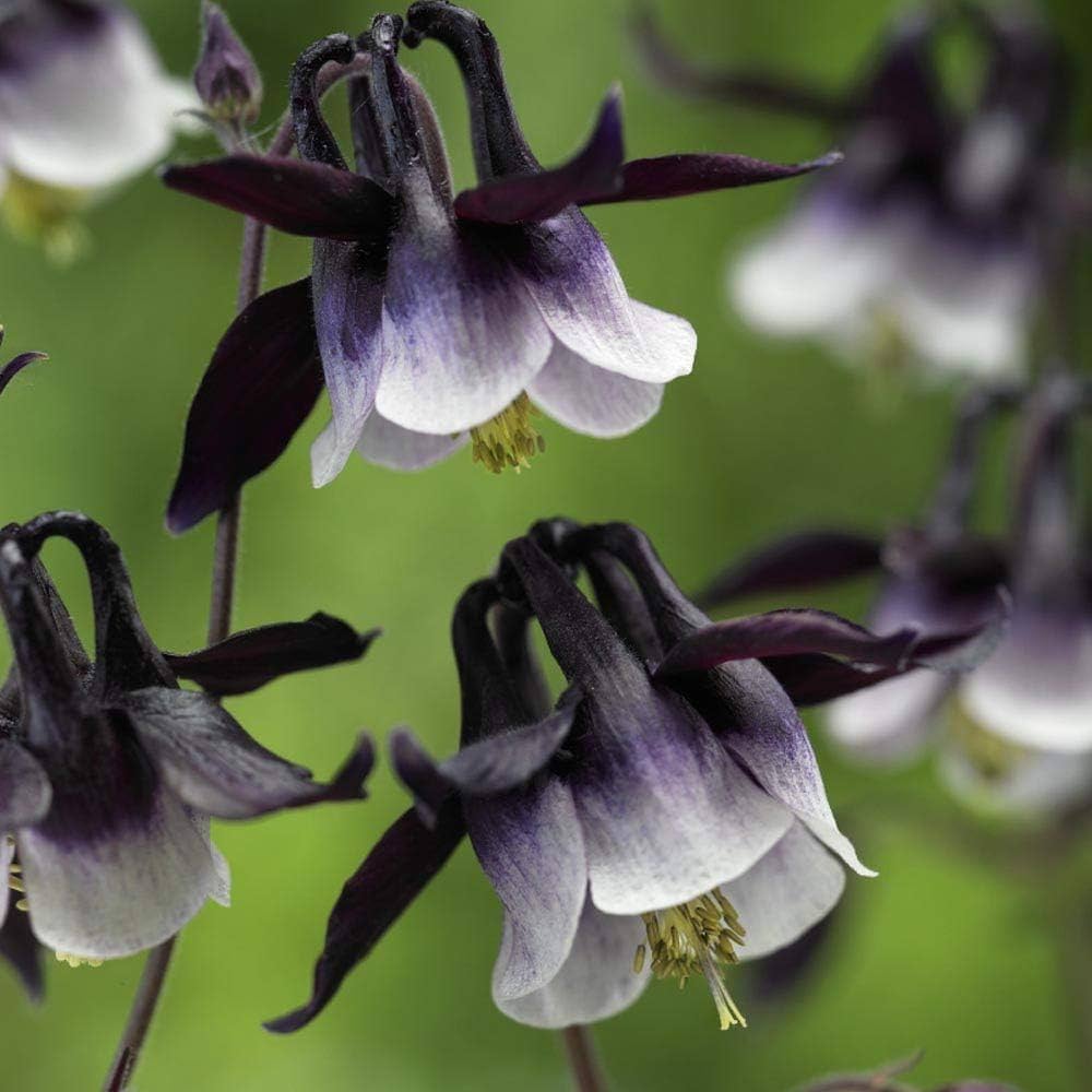 columbine william flower seeds