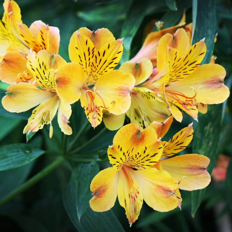 peruvian lily flower seeds