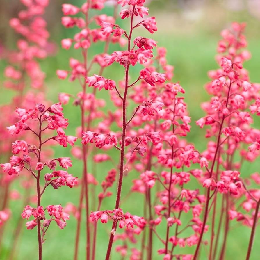 Pink Heuchera Plant Seeds for Planting - Heirloom, NON-GMO Seeds for Beautiful Garden Blooms