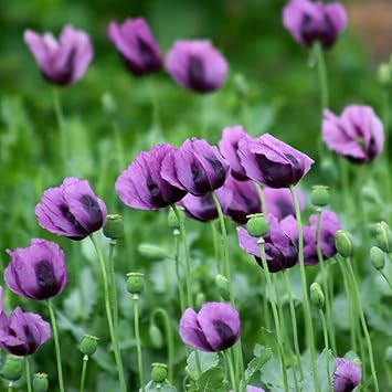 Flower Seeds, Seeds for Planting, Plant Seeds