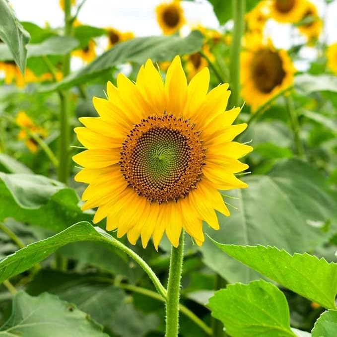 Yellow Sunflower Flower Seeds for Planting, Fresh and Vibrant, 100 pcs