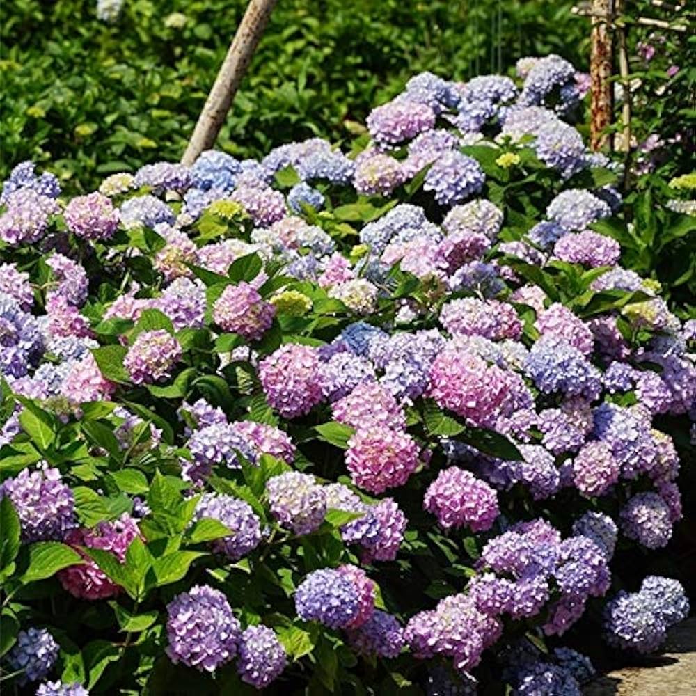 mixed hydrangea flower seeds