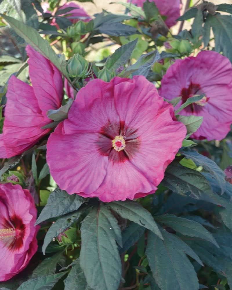 heirloom non flower seeds