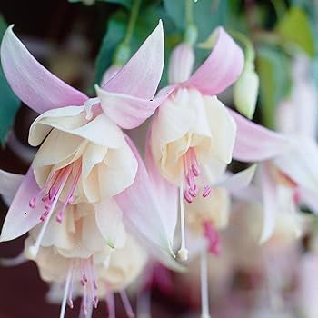 Lyserøde Fuchsia blomsterfrø til plantning 100 stk