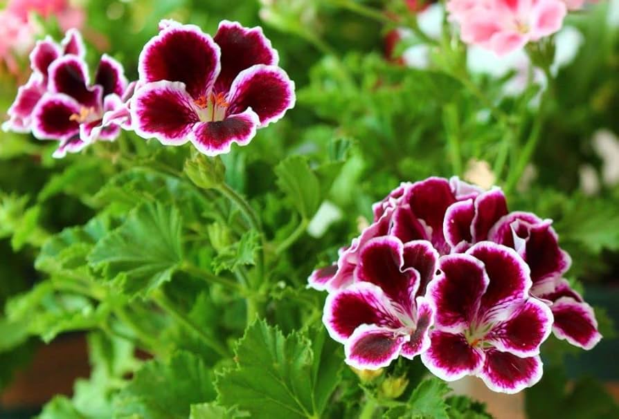 Geranium røde blomsterfrø til plantning 100 stk