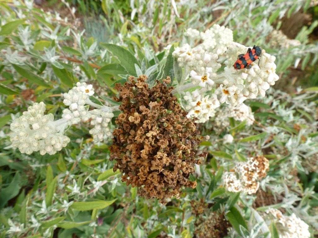 brown buddleja flower seeds