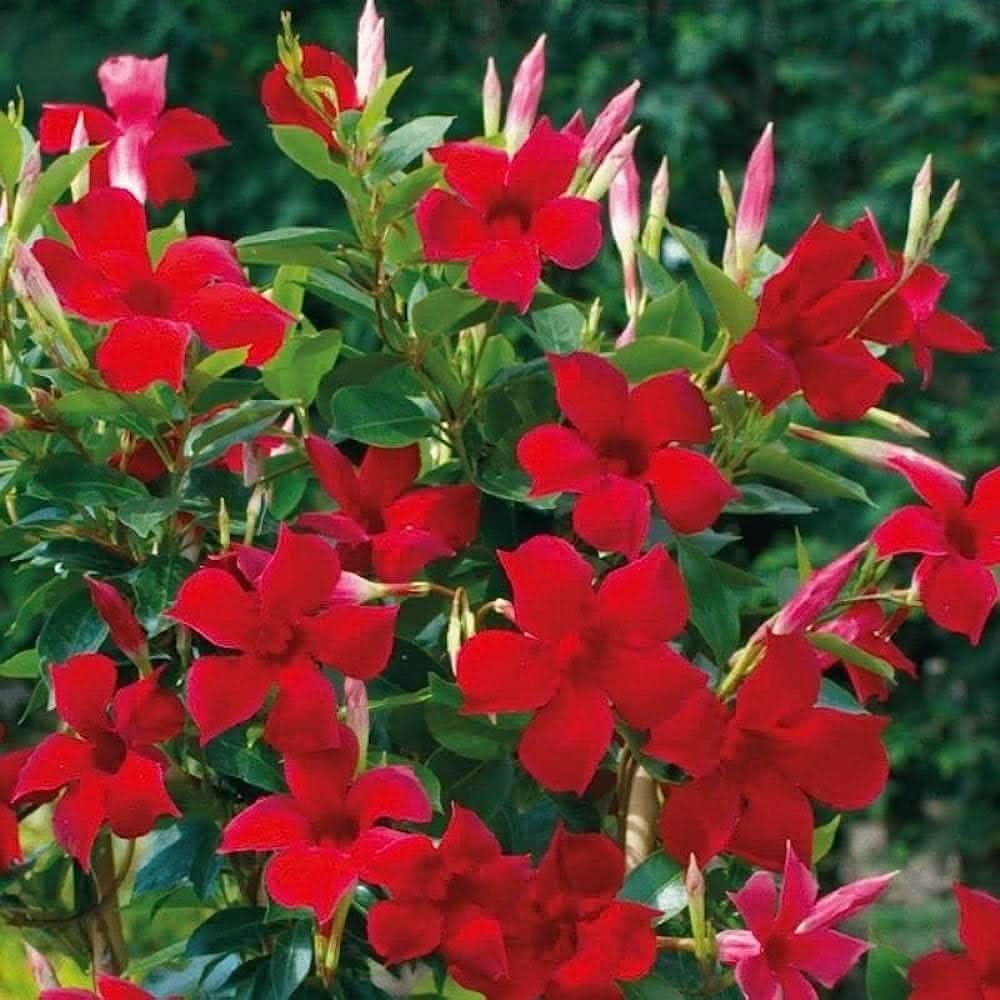 mandevilla mandevilla flower seeds