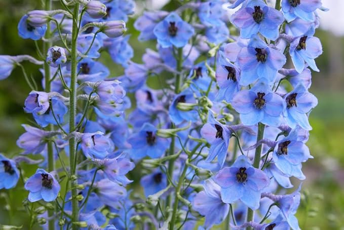 delphinium consolida flower seeds