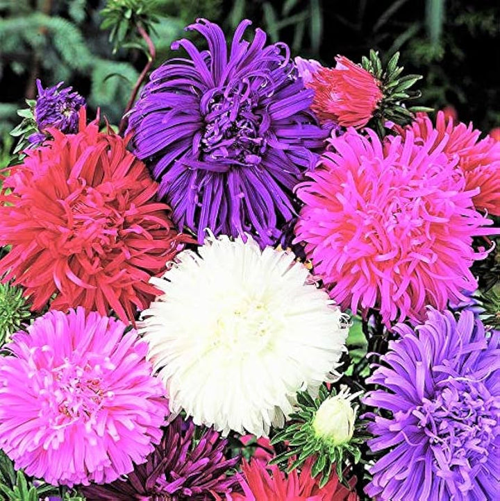 Multi Asters Giants Flower Seeds for Planting - 100 pcs