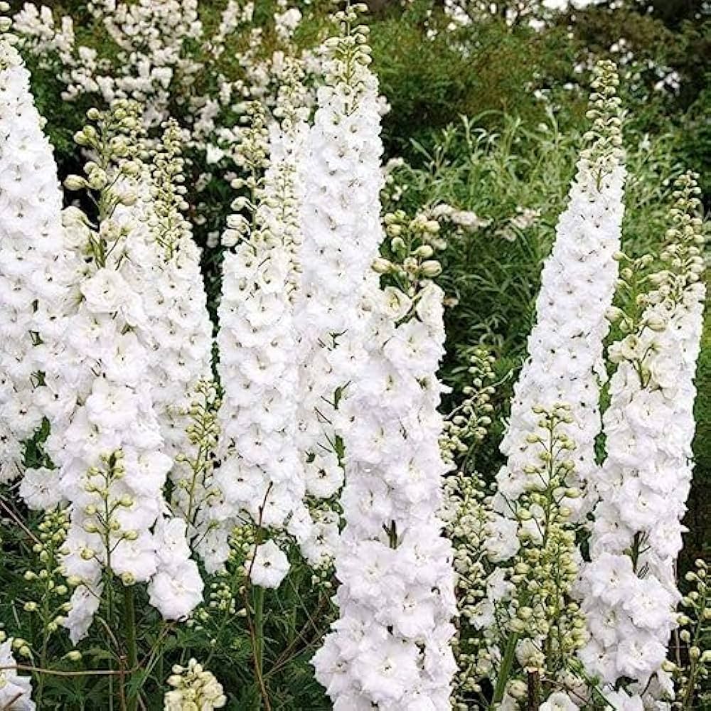 white white flower seeds
