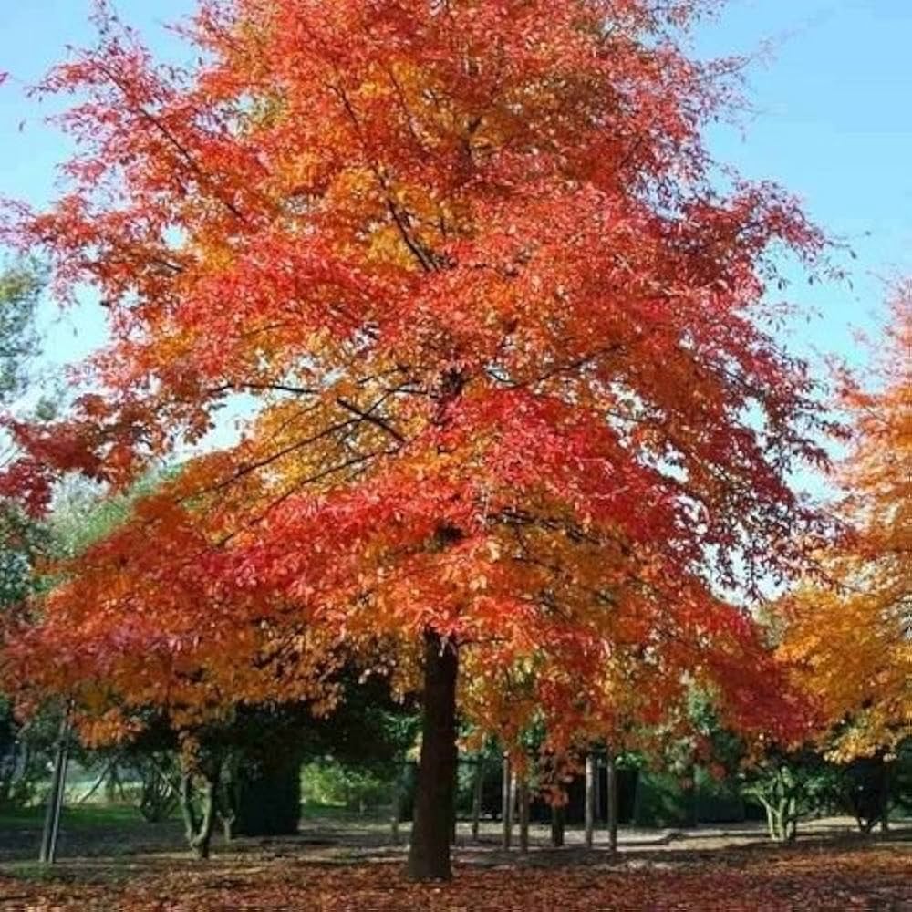 nyssa sylvatica flower seeds