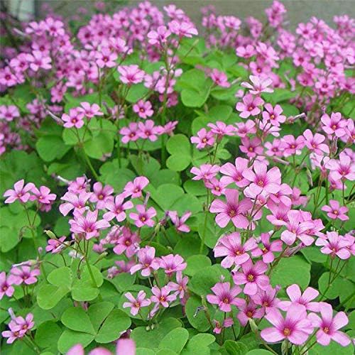 Heirloom Non-GMO Clover Flower Seeds for Planting – Pollinator-Friendly Ground Cover, High Germination