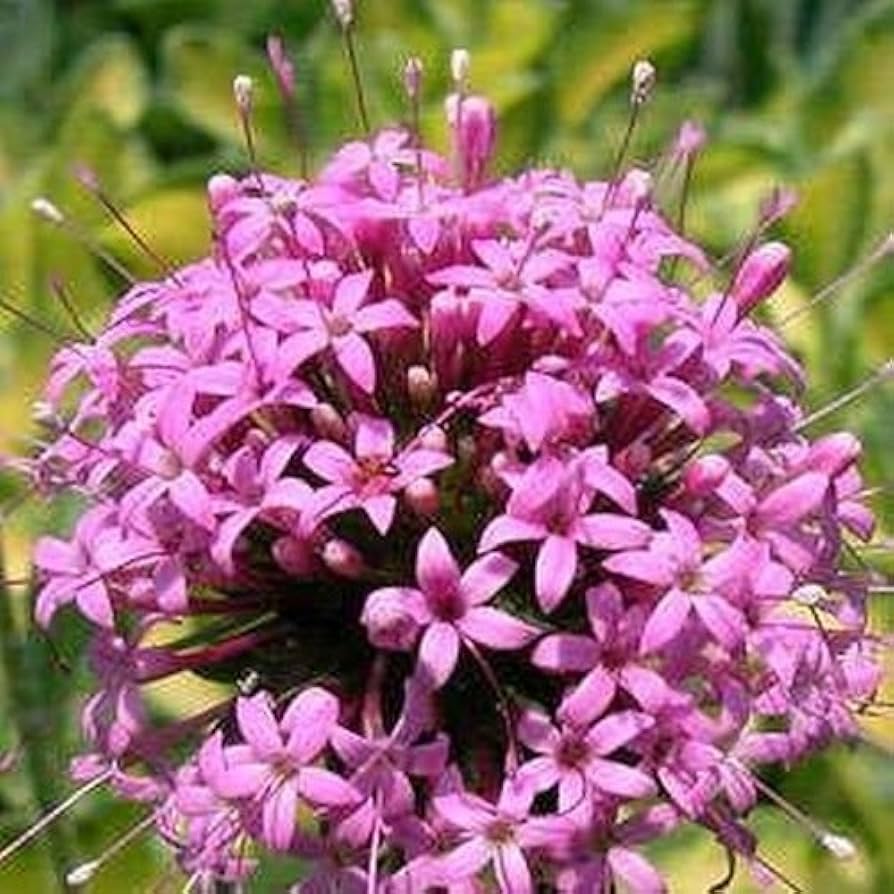 pink crosswort flower seeds