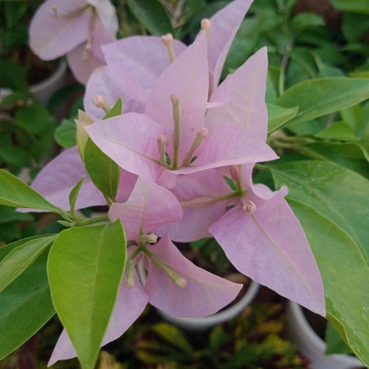 Baby Pink Bougainvillea Blomsterfrø til udplantning, 100 stk