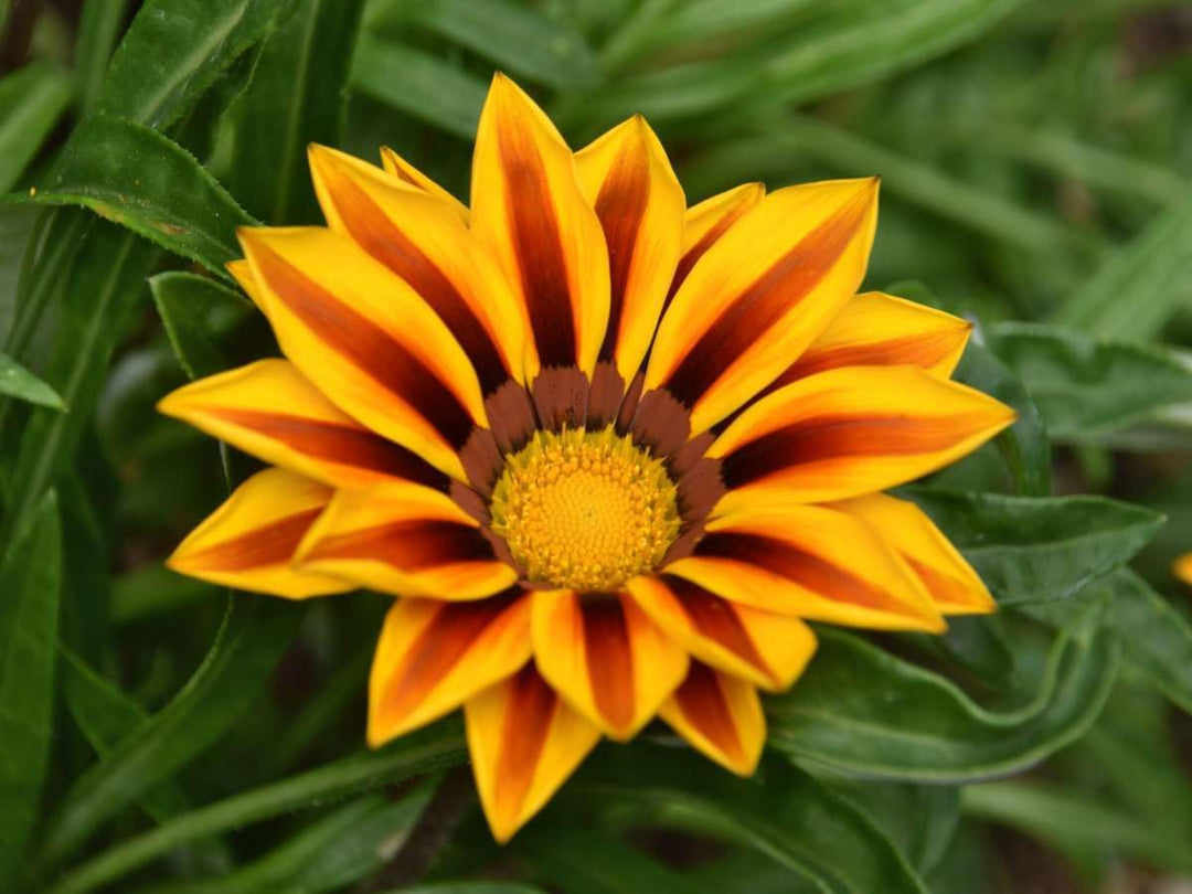 treasure flower seeds Gazania Rigens Seeds – Heirloom Non-GMO – Neeraseeds