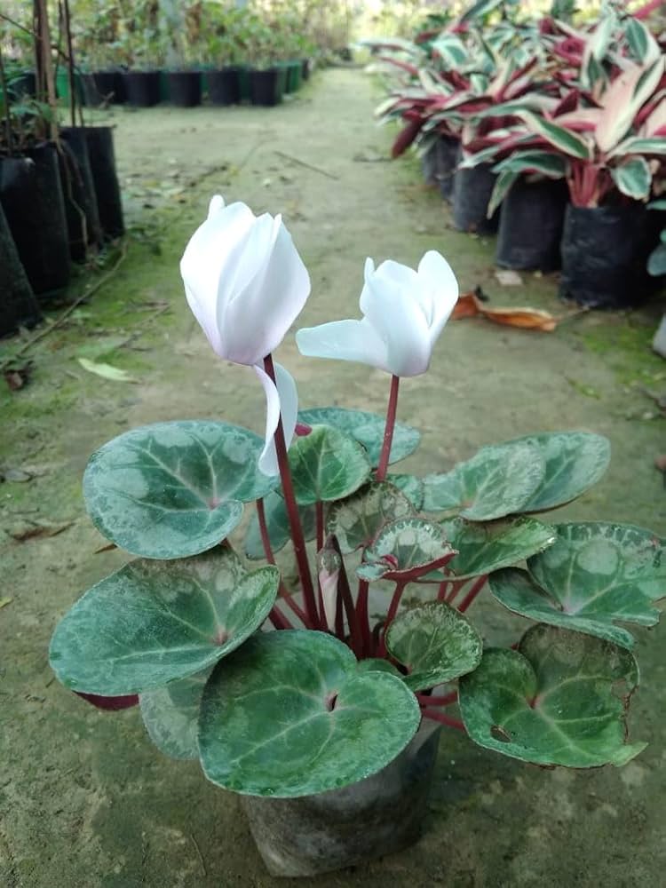 Organic Heirloom White Cyclamen Flower Seeds for Planting – Non-GMO Winter Blooming, High Germination Seeds