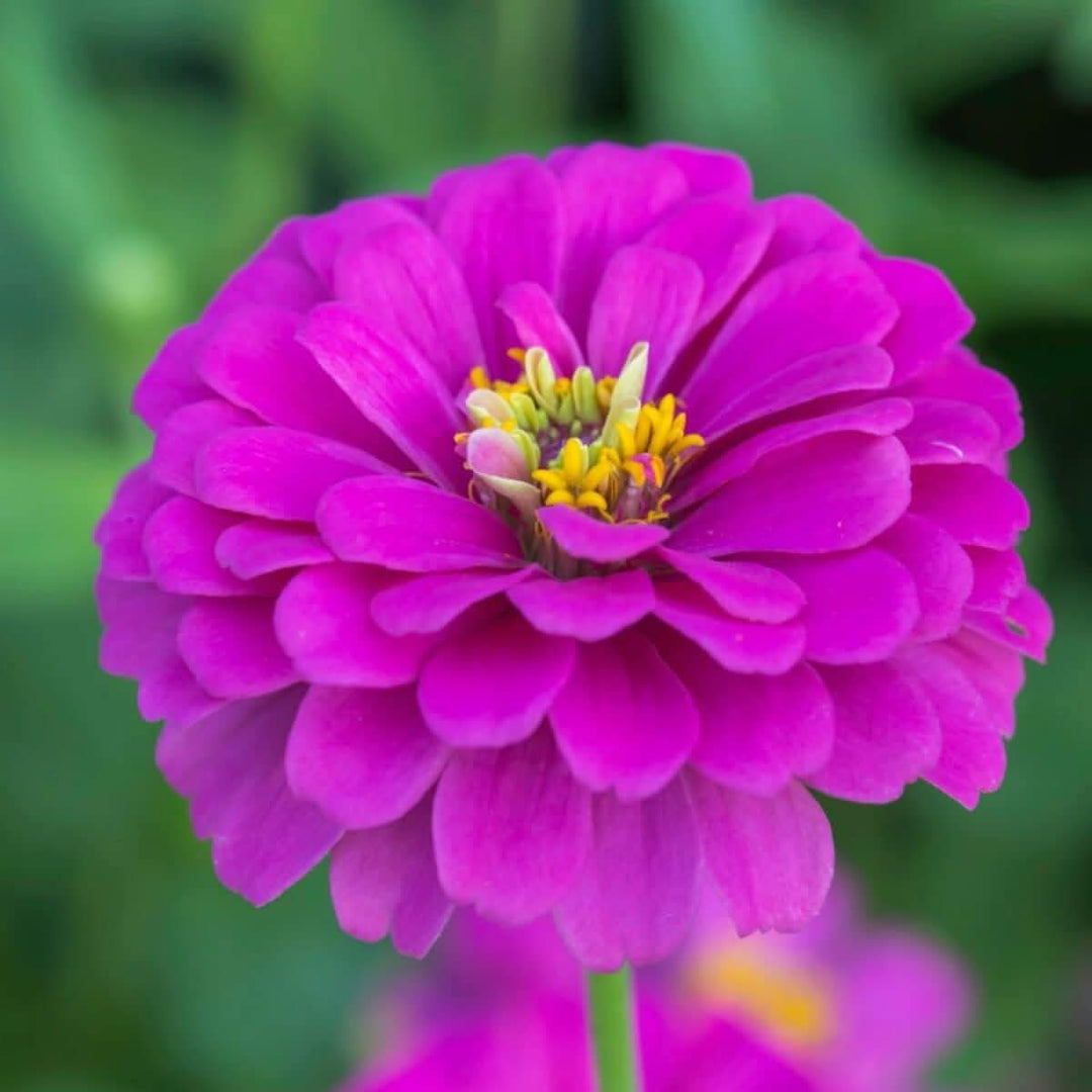 violet zinnia flower seeds