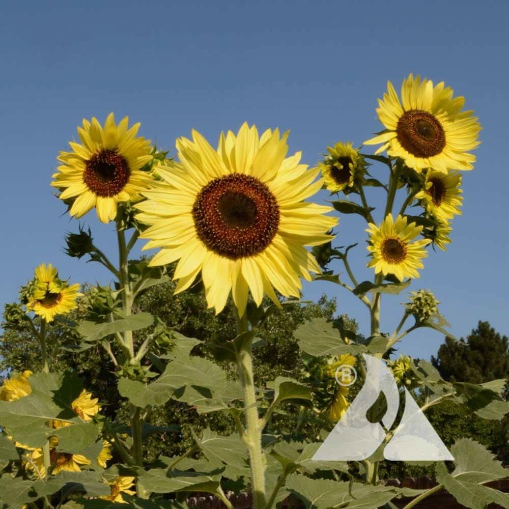 lemon queen flower seeds