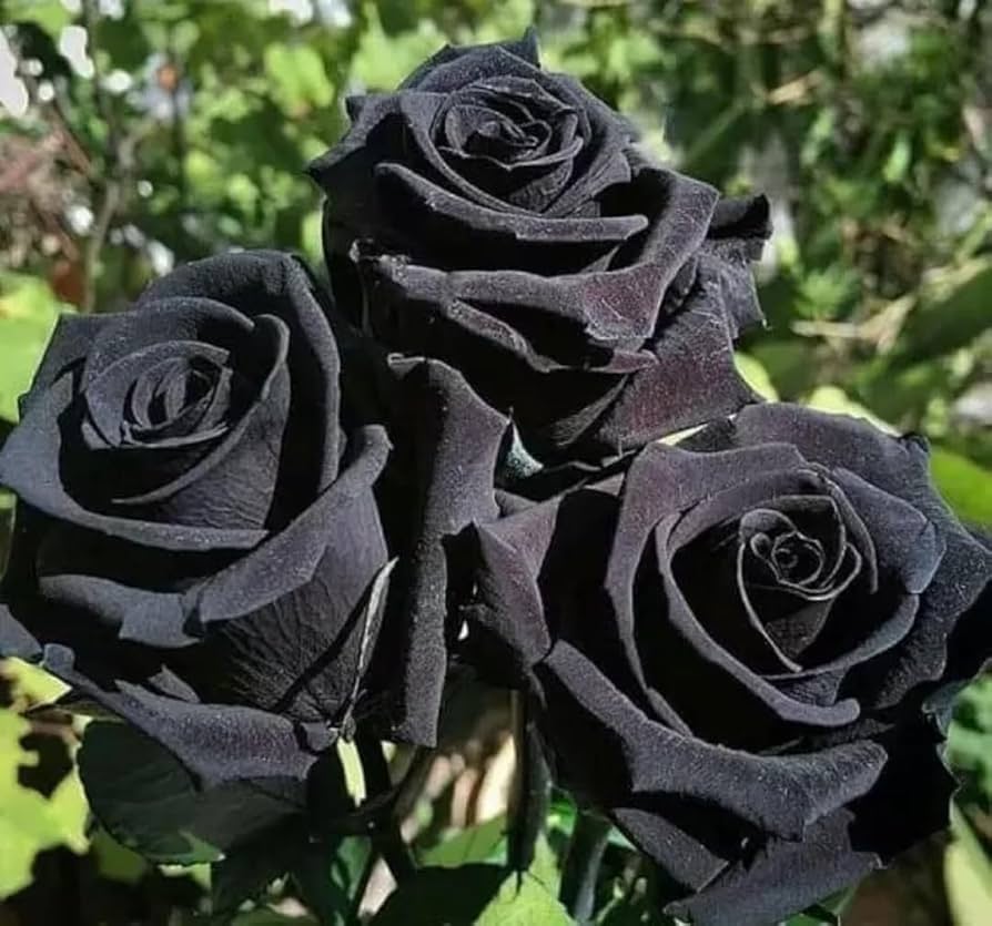 Light Grey Rose Flower Seeds 100 pcs