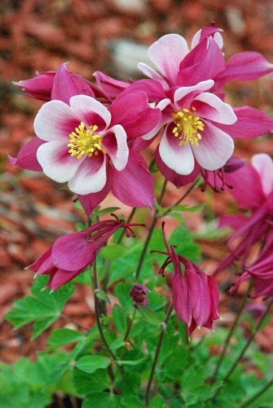 columbine aquilegia flower seeds