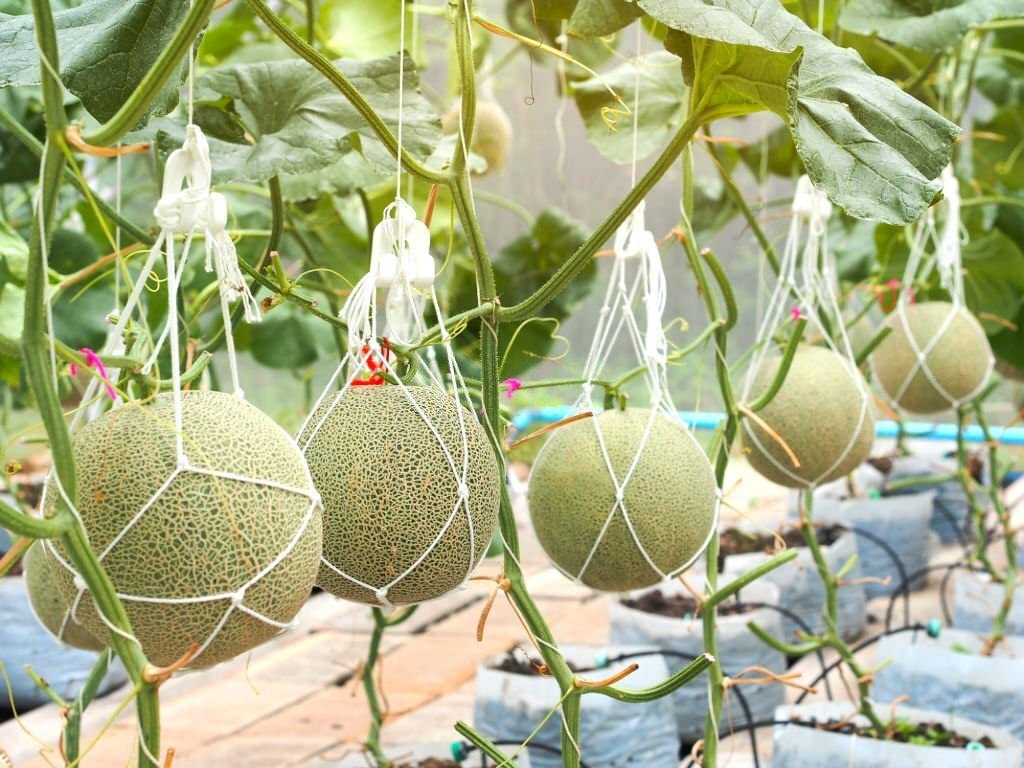 Green Muskmelon Fruit Seeds for Planting - Sweet Melons for Your Home Garden, Heirloom & GMO Free Seeds