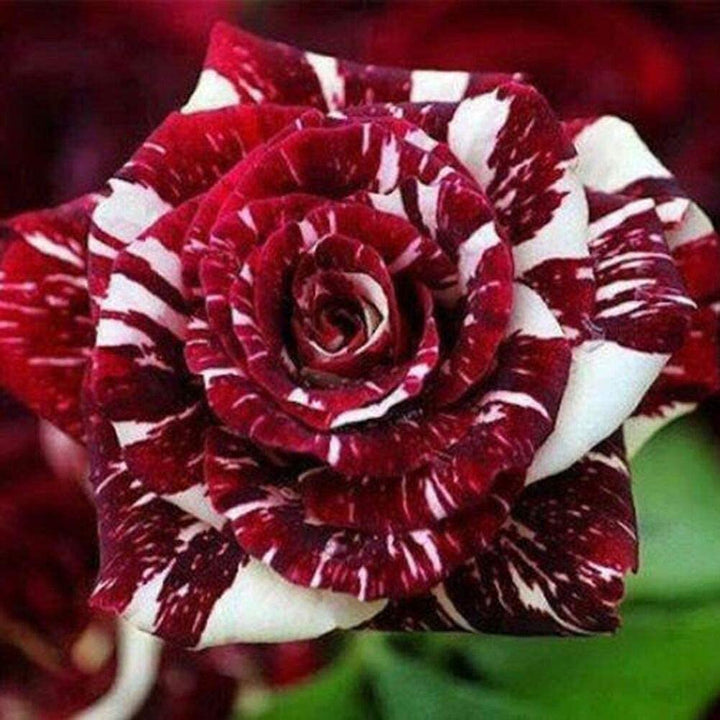 Rare Rose Seeds Red White Dragon Rose Shrub Bush Hardy,Rose Flower Seeds for Planting, 100 pcs