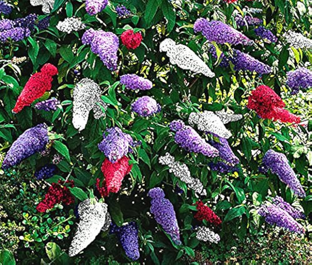 Blandede sommerfuglebuske blomsterfrø til udplantning, 100 stk