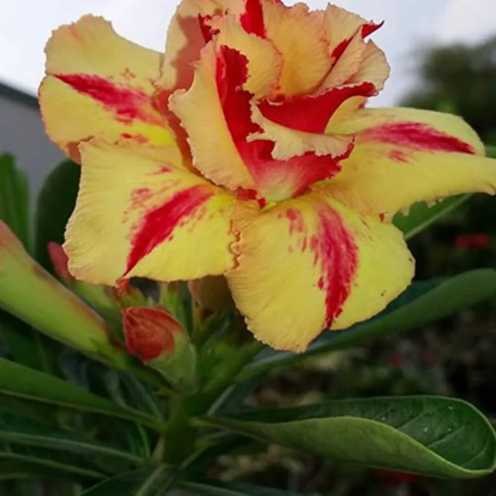 yellow red flower seeds