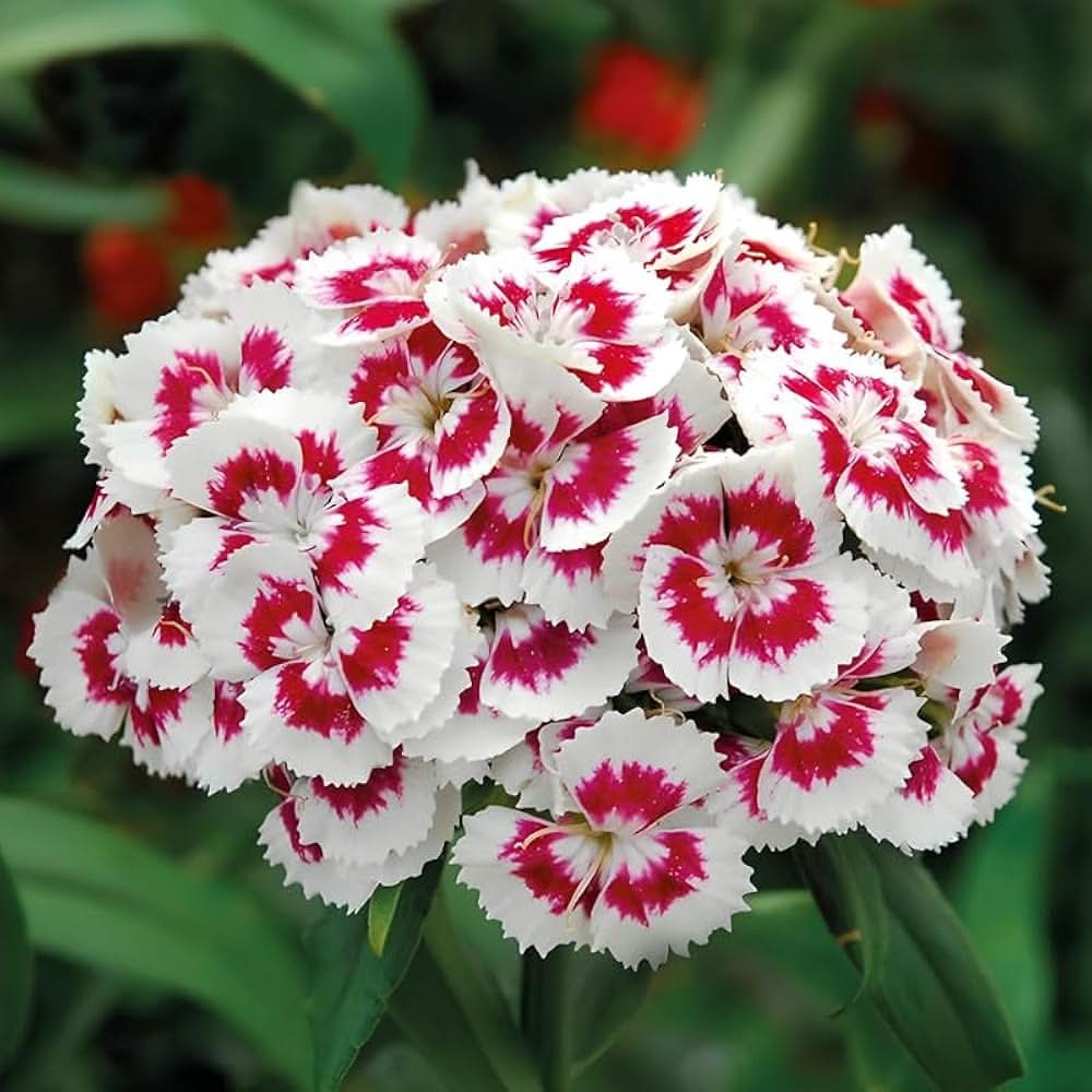 sweet william flower seeds