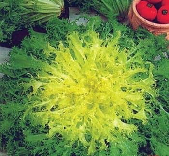 Green Yellow Endive Seeds for Planting – Heirloom Non-GMO, High Germination Organic Garden Seeds for Healthy Vegetables