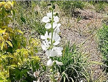 Flower Seeds, Seeds for Planting, Plant Seeds