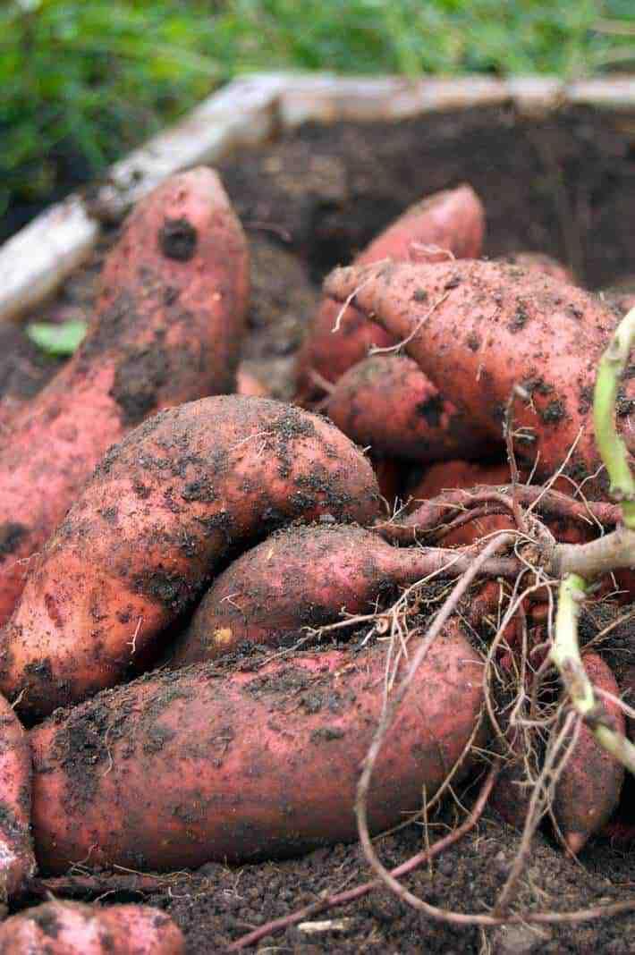 Reddish Brown Sweet Potato Seeds for Planting | Heirloom, Non-GMO, High Germination, Organic Garden Seeds
