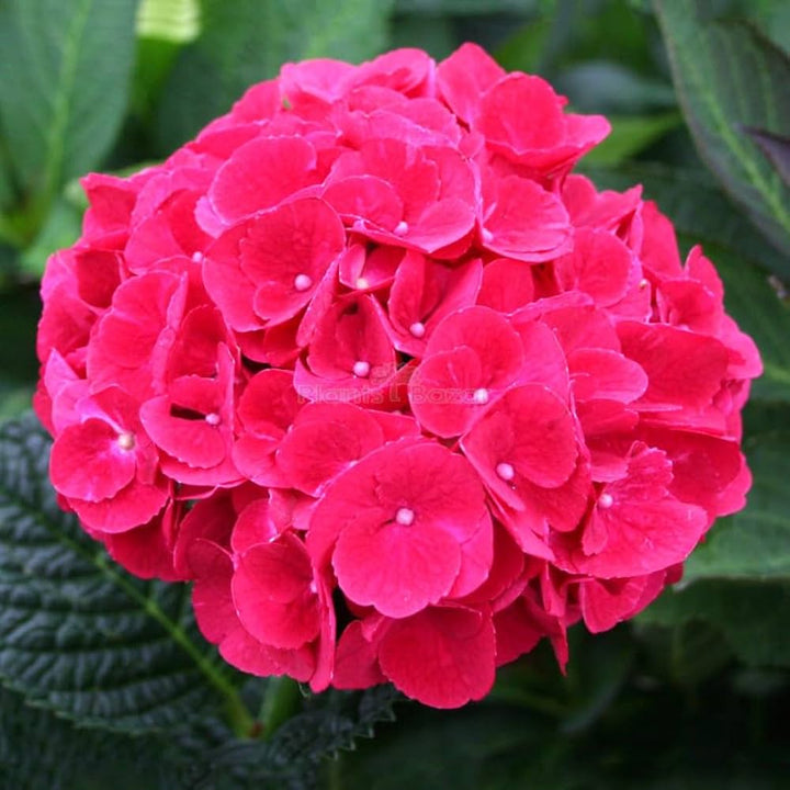 Red Baron Hydrangea Flower Seeds for Planting – Heirloom Non-GMO Organic Garden Seeds with High Germination