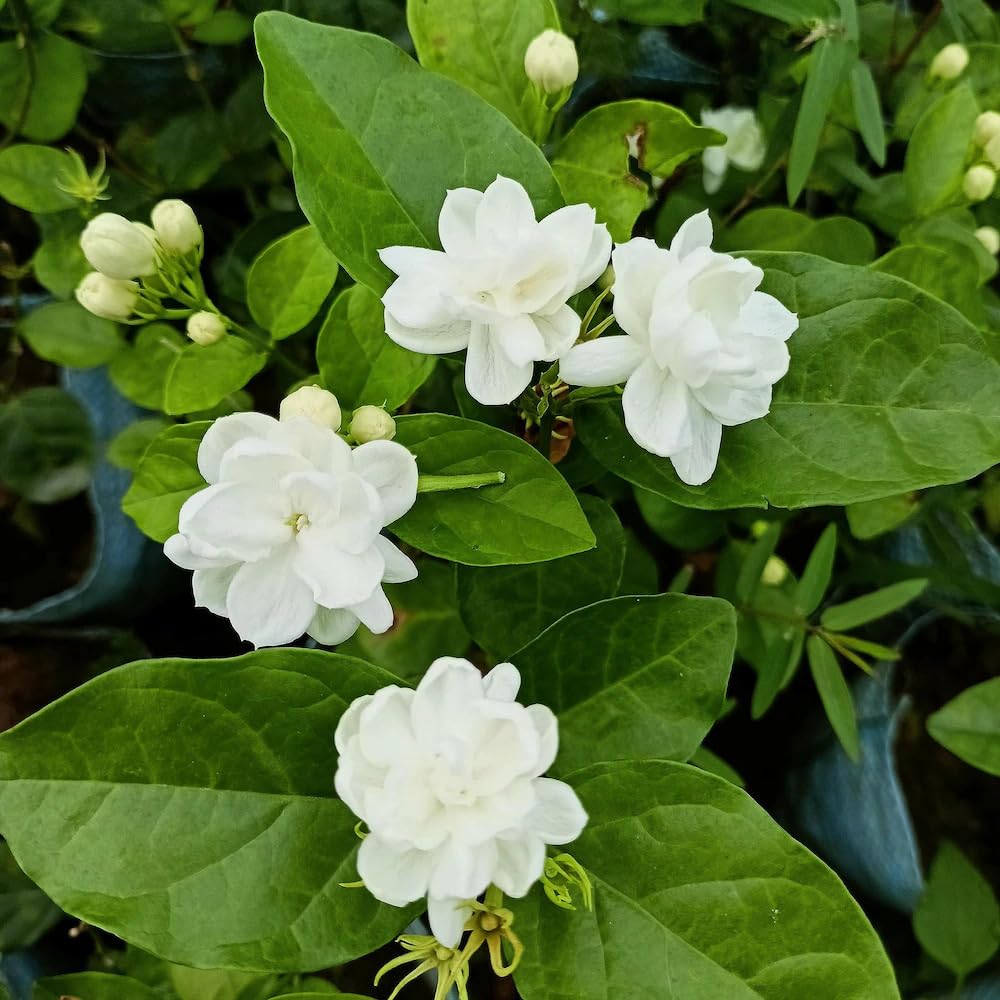 jasmine for flower seeds
