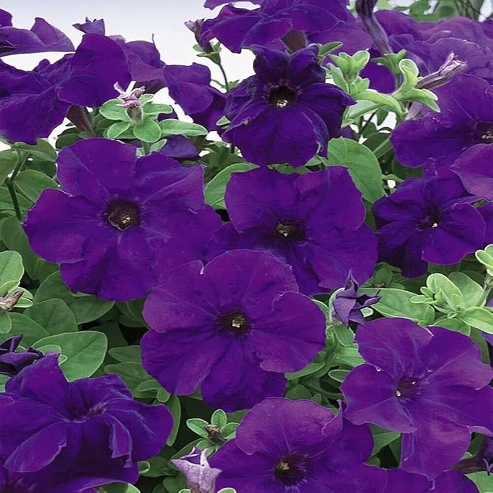 petunia petunia flower seeds