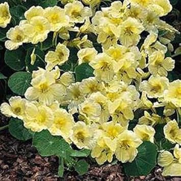 yellow white flower seeds