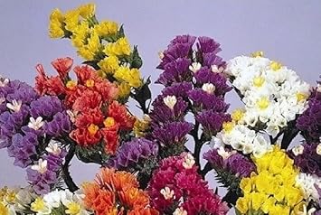 herencia flower flower seeds