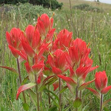 castilleja flower flower seeds