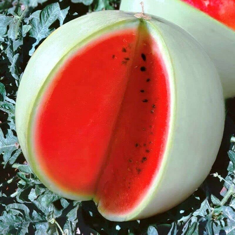 Rare Watermelon " Snow White " Fruit Seeds for Planting - Perfect for Delicious Summer Celebrations