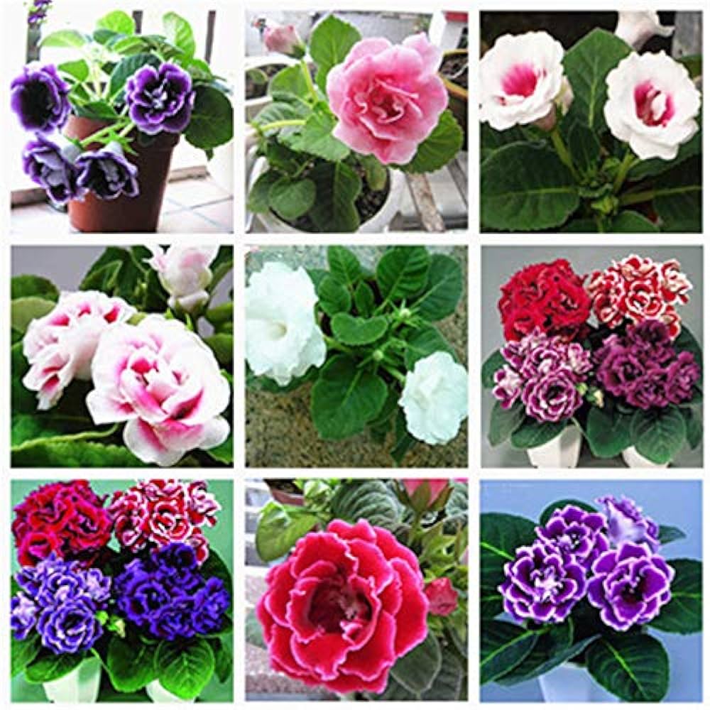 gloxinia sinningia flower seeds