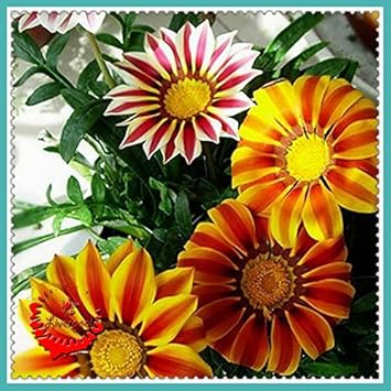 Flower Seeds, Seeds for Planting, Plant Seeds