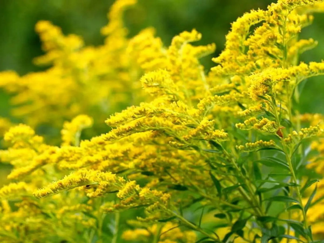 goldenrod flower flower seeds