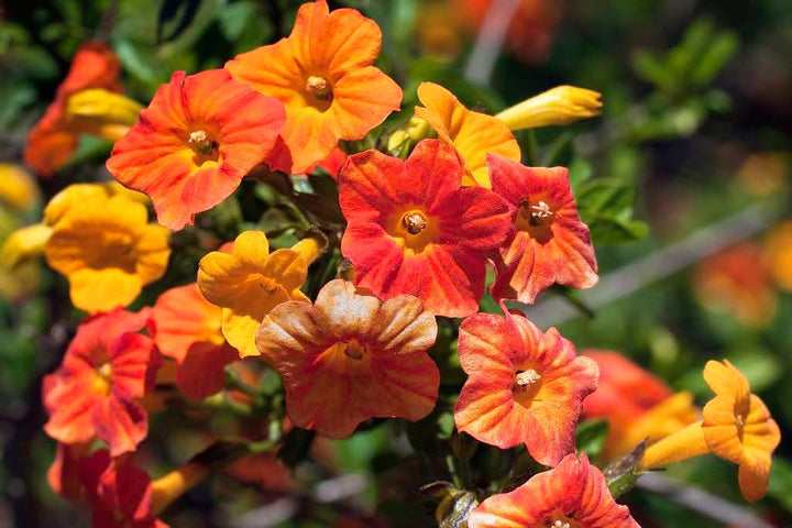 Flower Seeds, Seeds for Planting, Plant Seeds