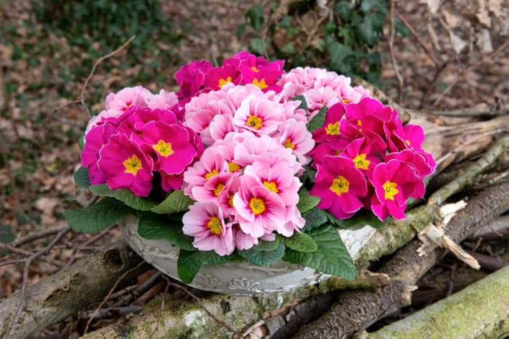 Lilla Gul Primula Malacoides Blomsterfrø - 100 stk