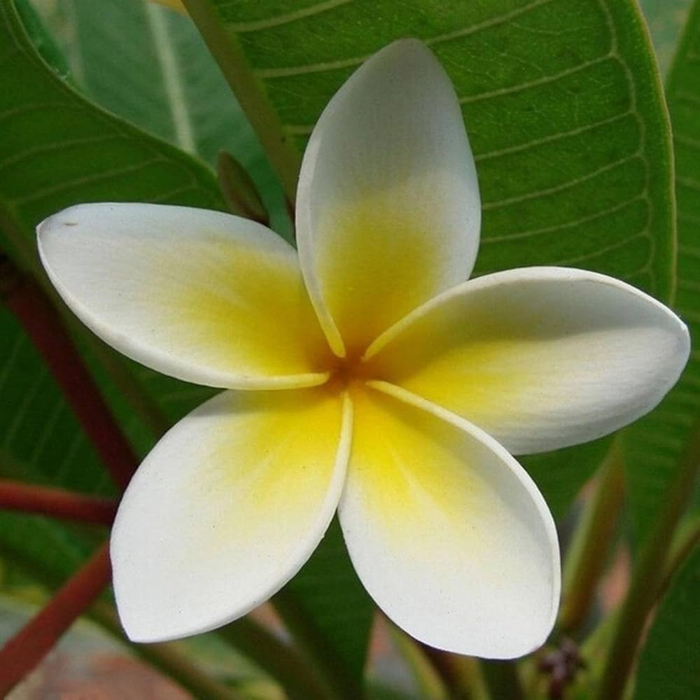 frangipani plumeria flower seeds