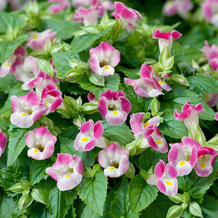 Heirloom Non-GMO Pink Torenia Flower Seeds for Planting – High Germination Organic Garden Seeds