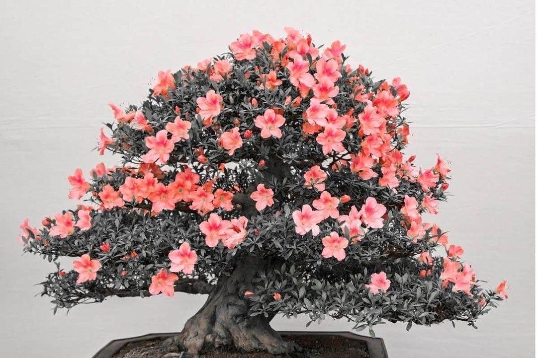 bonsai orange tree seeds Orange Azalea Bonsai Seeds – Heirloom, Non-GMO – Neeraseeds