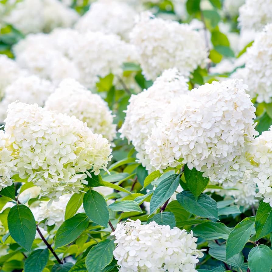 hydrangea paniculata flower seeds