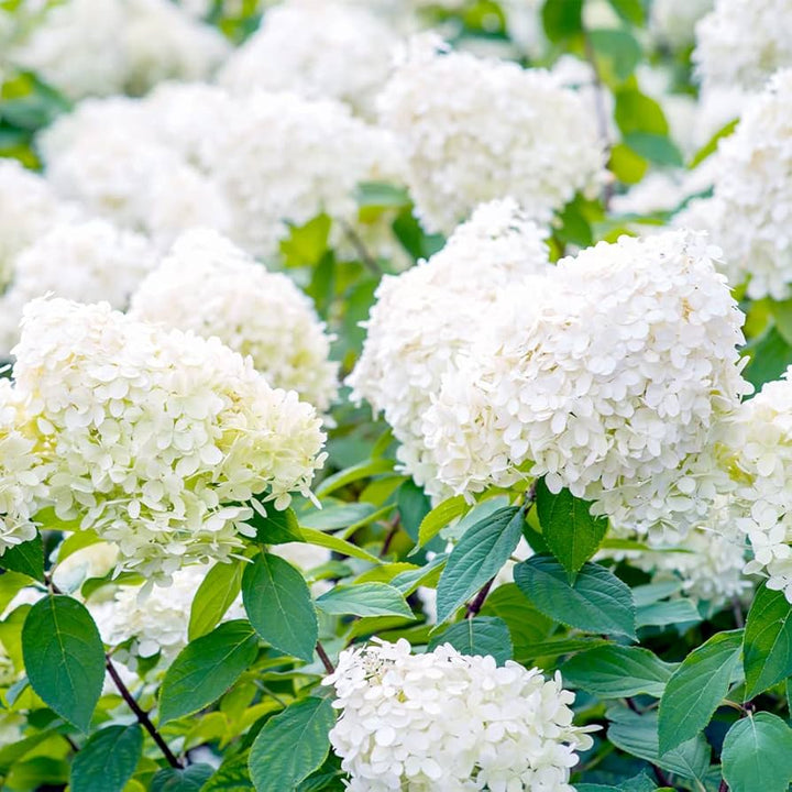 Hydrangea Paniculata For Planting Hydrangea Paniculata For Ornamental Gardens And Flower Beds