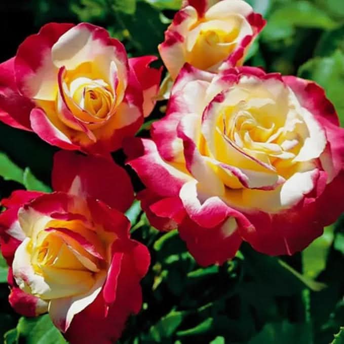 red edged flower seeds